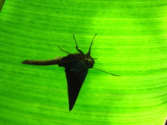 Eudaminae
