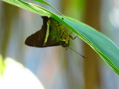 Eudaminae