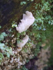 Gloiodon occidentalis