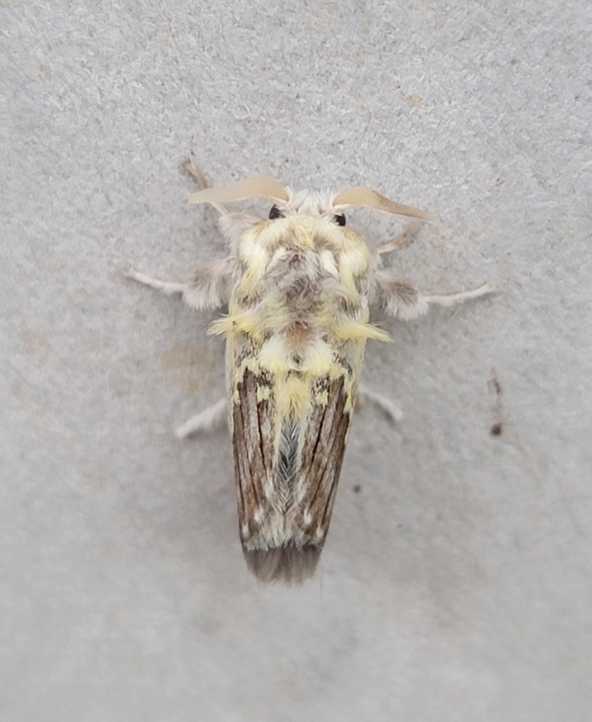 Mesoscia lorna