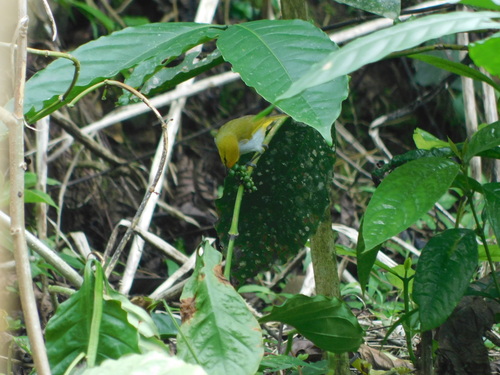 Yellow-spectacled Heleia (Heleia wallacei), photo 9