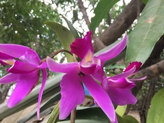 Cattleya violacea