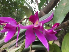 Cattleya violacea