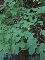 Vaccinium alaskaense