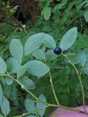 Vaccinium alaskaense