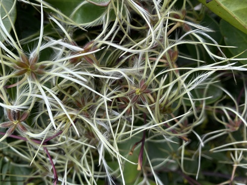 Clematis crassifolia iNat (2)