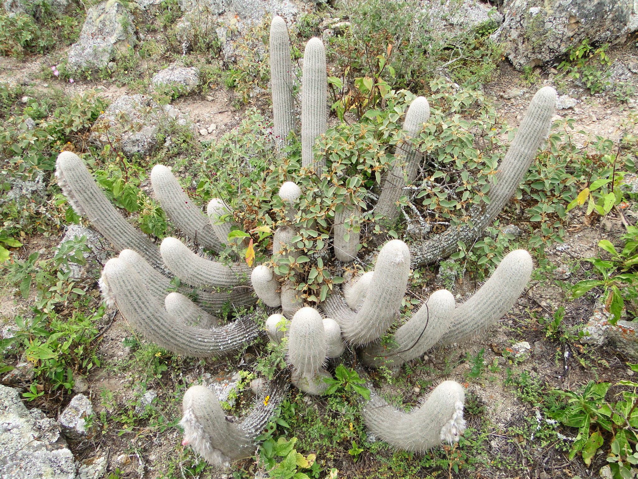 Espostoa frutescens image