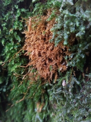 Tetraphis geniculata