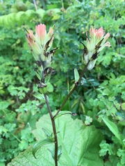 Castilleja miniata dixonii