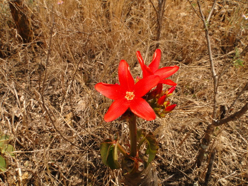 Jatropha macrantha image