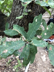 Quercus laceyi