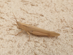 Ochrilidia geniculata