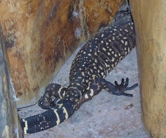 Heloderma horridum