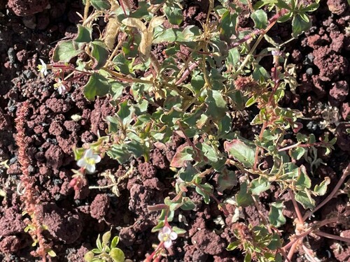 Image of Eremothera gouldii by (c) lejones417, some rights reserved (CC BY-SA)