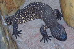Heloderma horridum