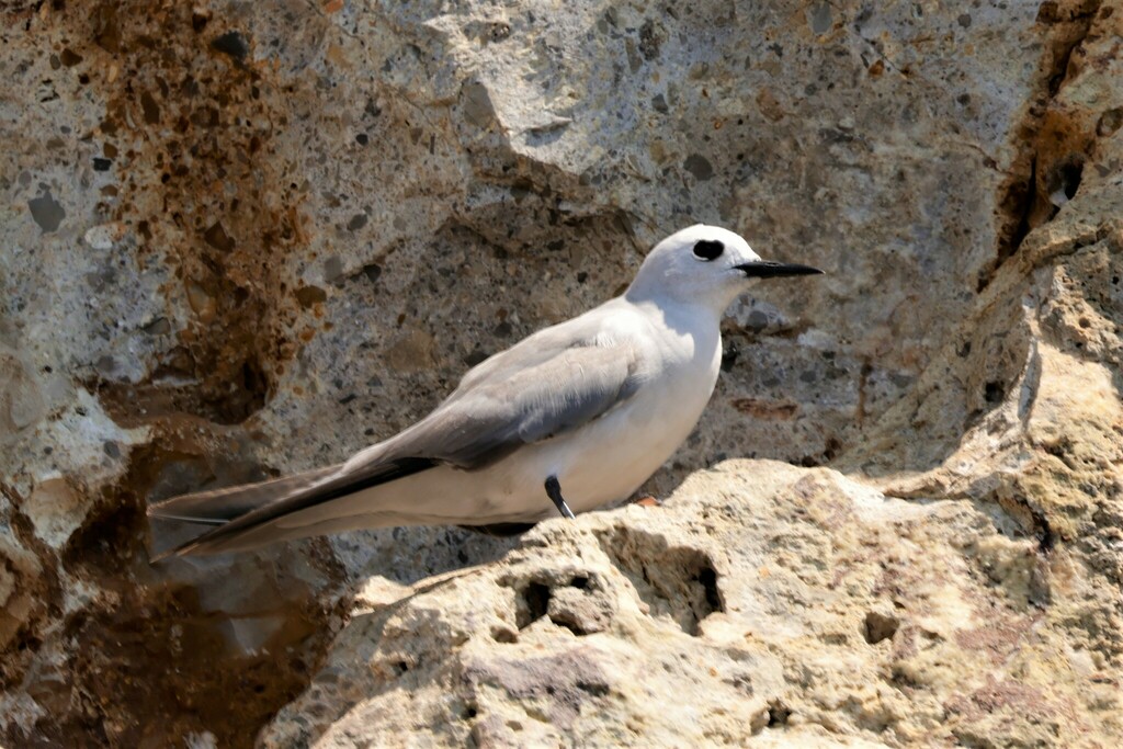 Grey noddy in Northland, New Zealand, iNaturalist research-grade observation