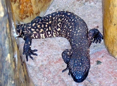 Heloderma horridum