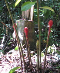 Costus erythrocoryne