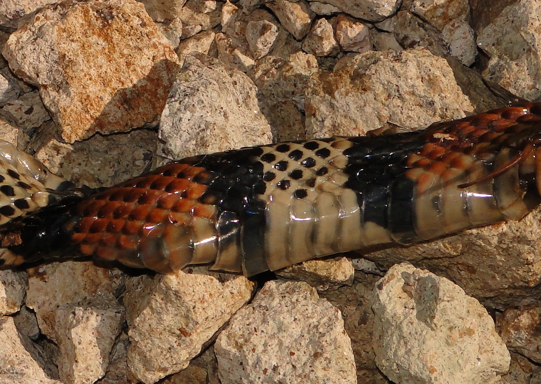 Lampropeltis micropholis image