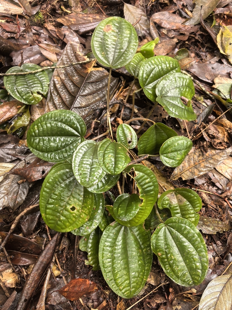 Phyllagathis tetrandra (Phyllagathis tetrandra)