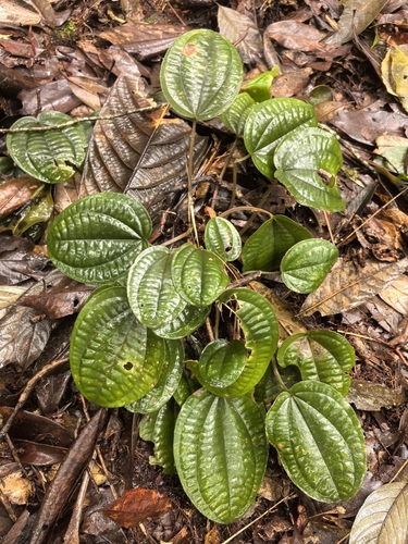 Phyllagathis tetrandra
