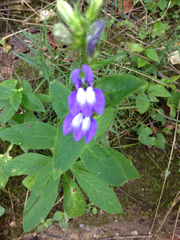 Lobelia siphilitica