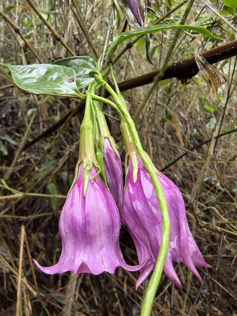 Crawfurdia maculaticaulis