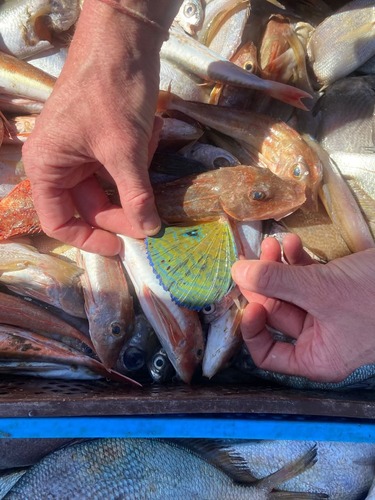 Tub Gurnard