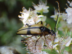 Etorofus subhamatus