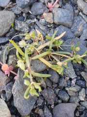 Spergularia canadensis