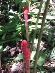 Costus erythrocoryne