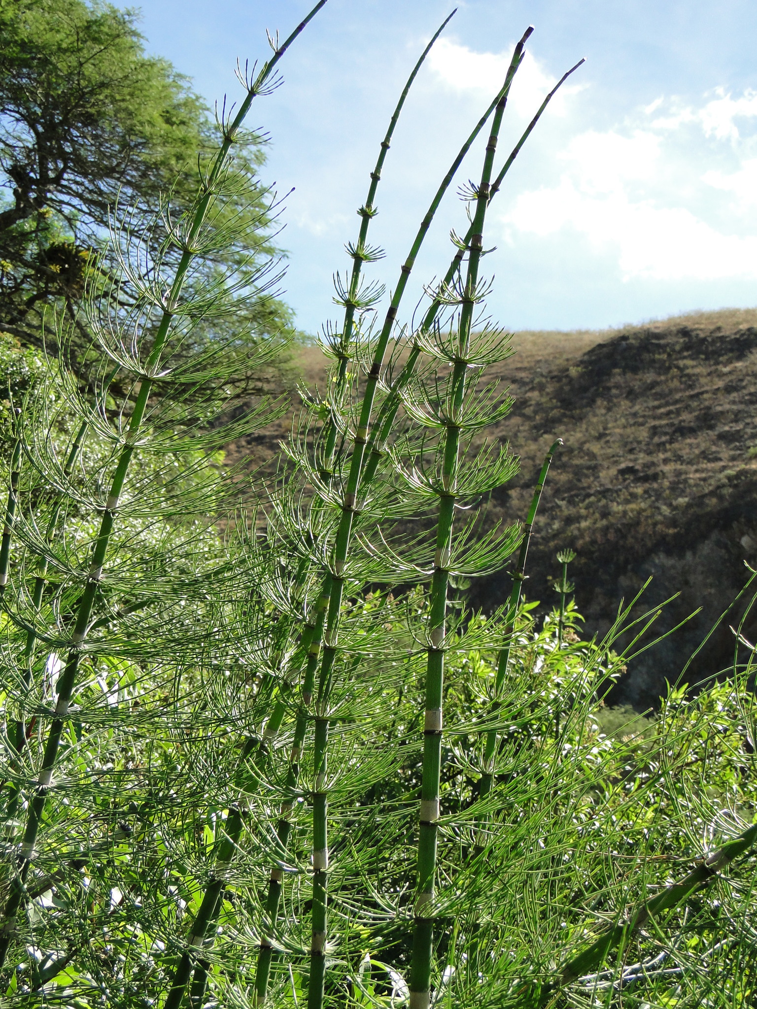 Equisetum giganteum image
