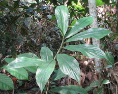 Costus erythrocoryne