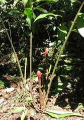 Costus erythrocoryne