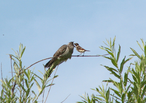 Siberian Stonechat, Новосибирский р-н, Новосибирская обл., Россия, photo 6 of 10