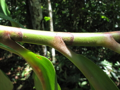 Costus erythrocoryne