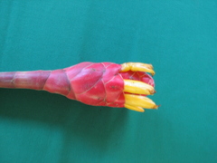 Costus erythrocoryne