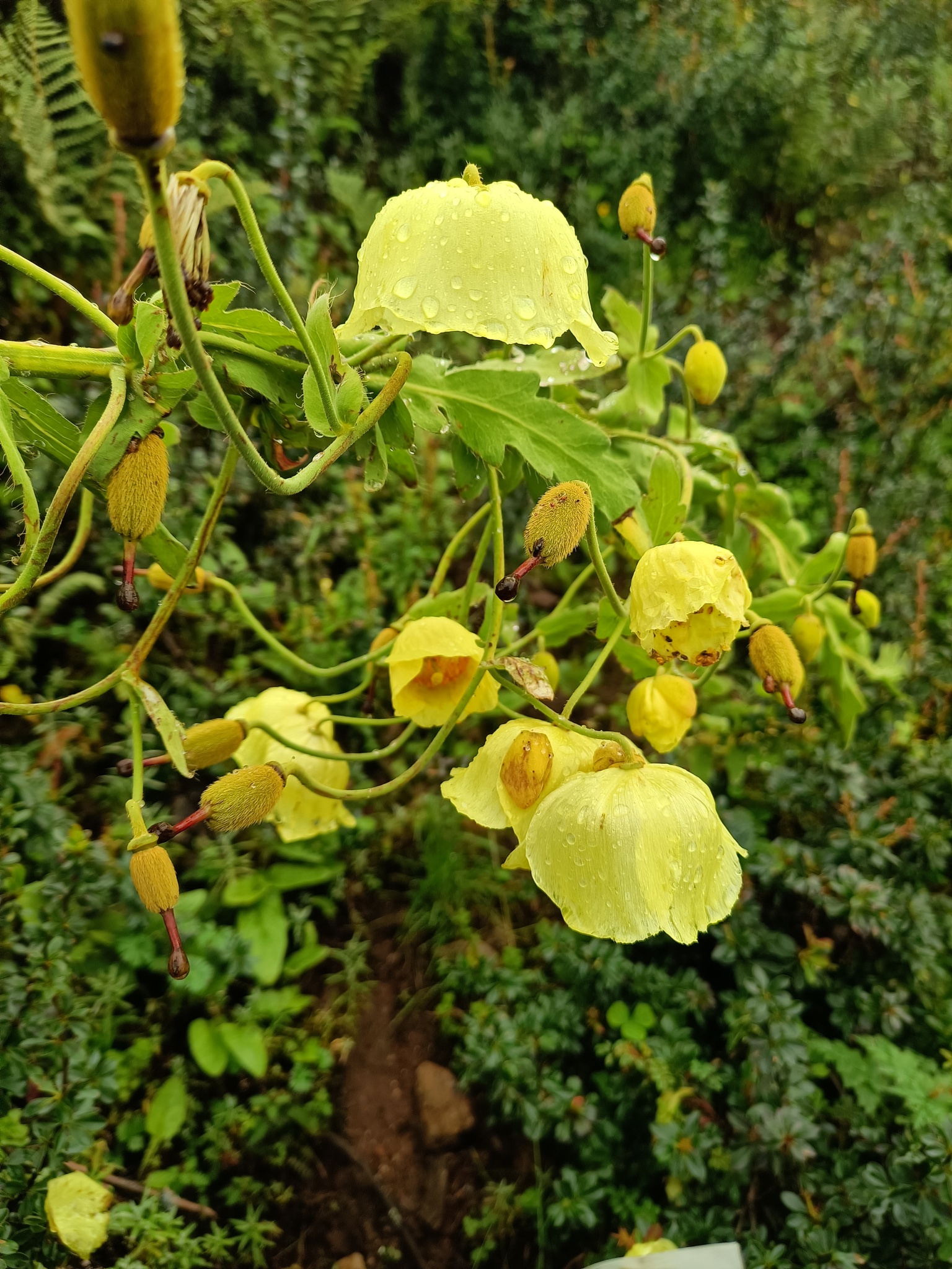 Imagem de Papoula-do-himalaia