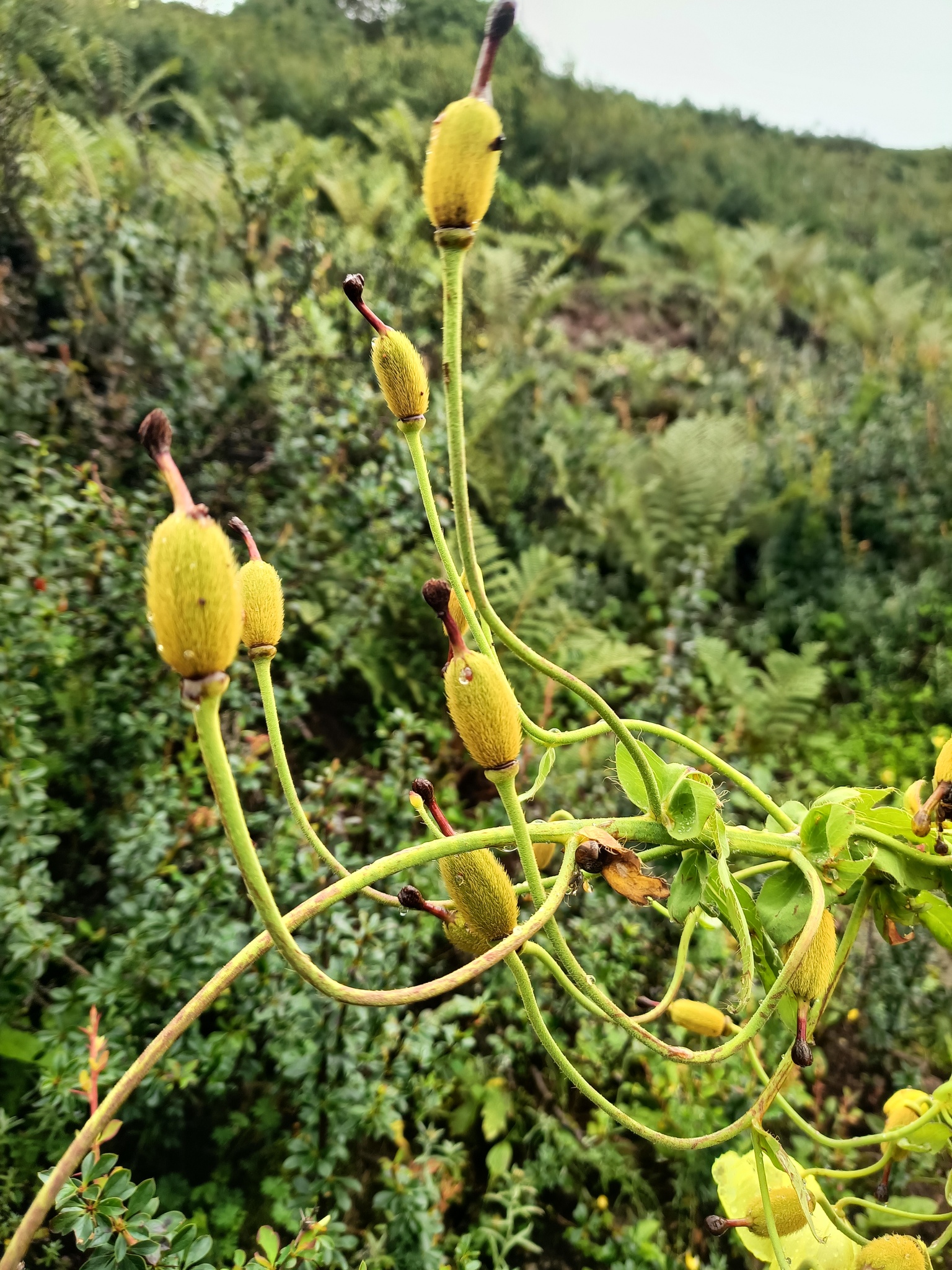 Imagem de Papoula-do-himalaia