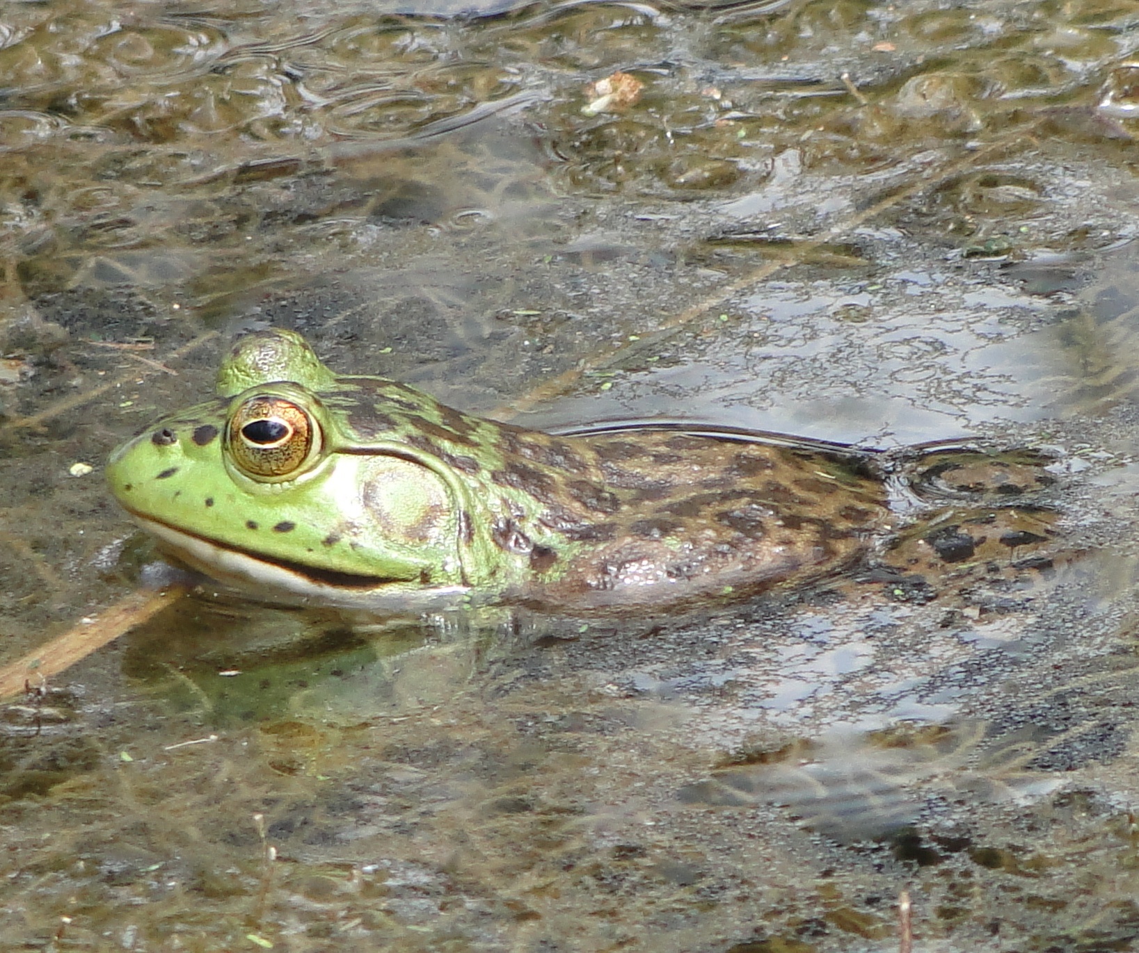 Lithobates image