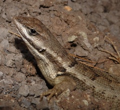 Stenocercus rhodomelas