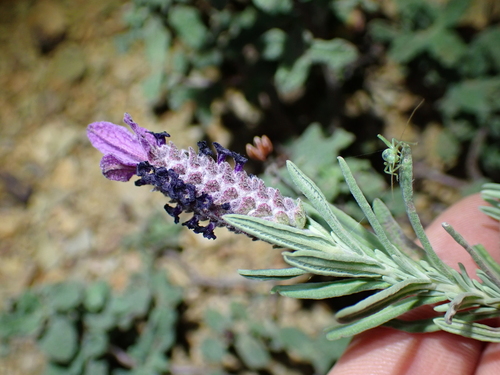 spanish lavender