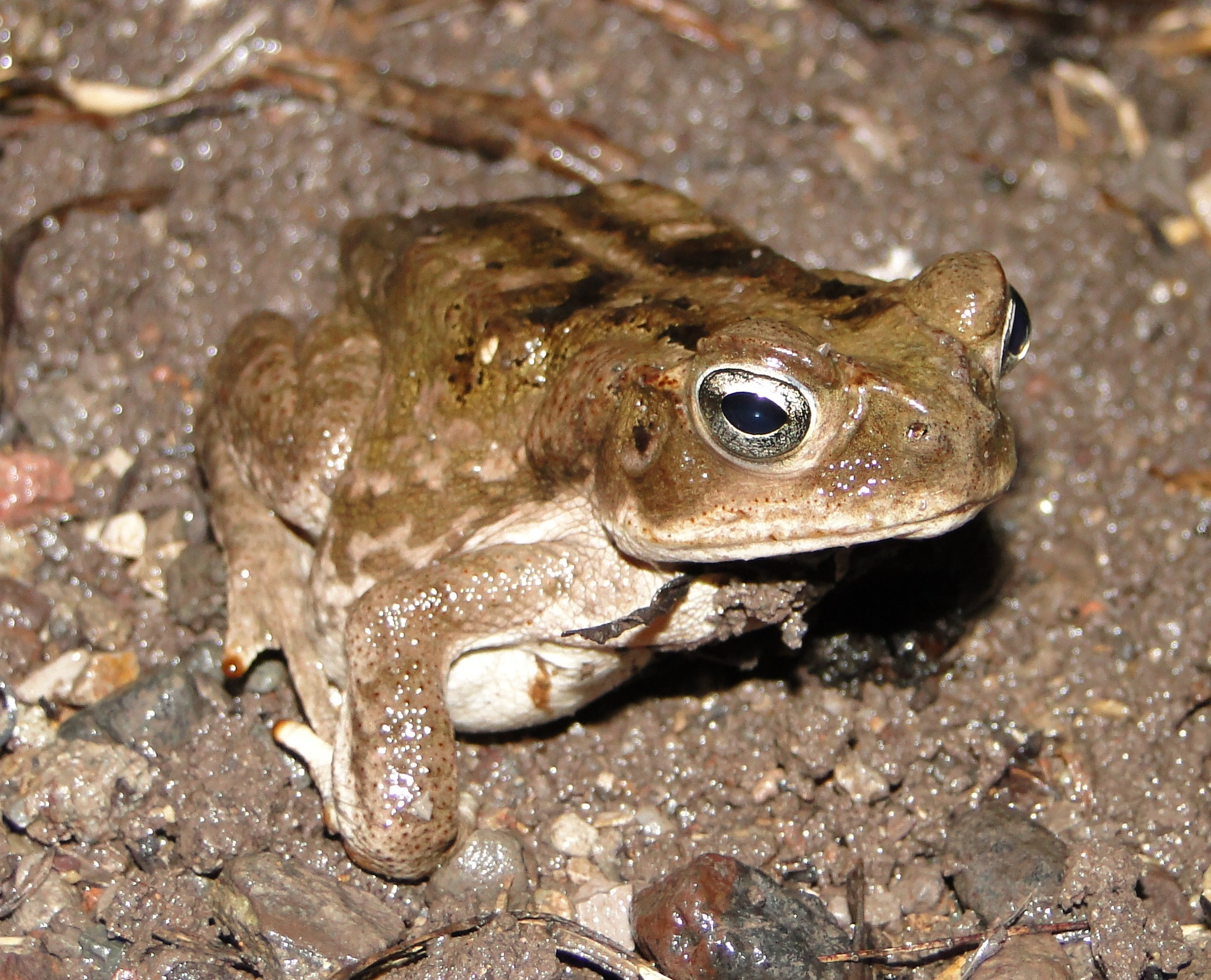 Bufonidae image