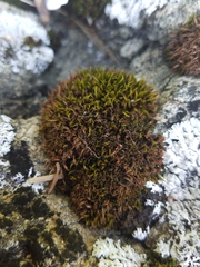 Schistidium maritimum