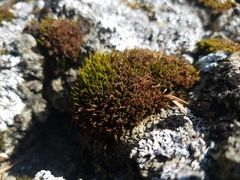 Schistidium maritimum