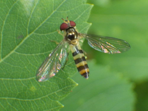 Banded Thintail