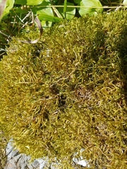 Antitrichia curtipendula