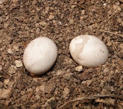 Stenocercus rhodomelas