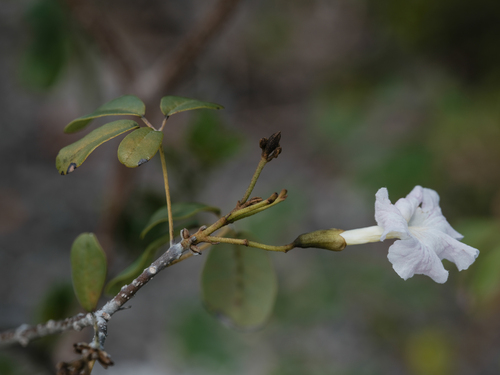 Tabebuia bahamensis