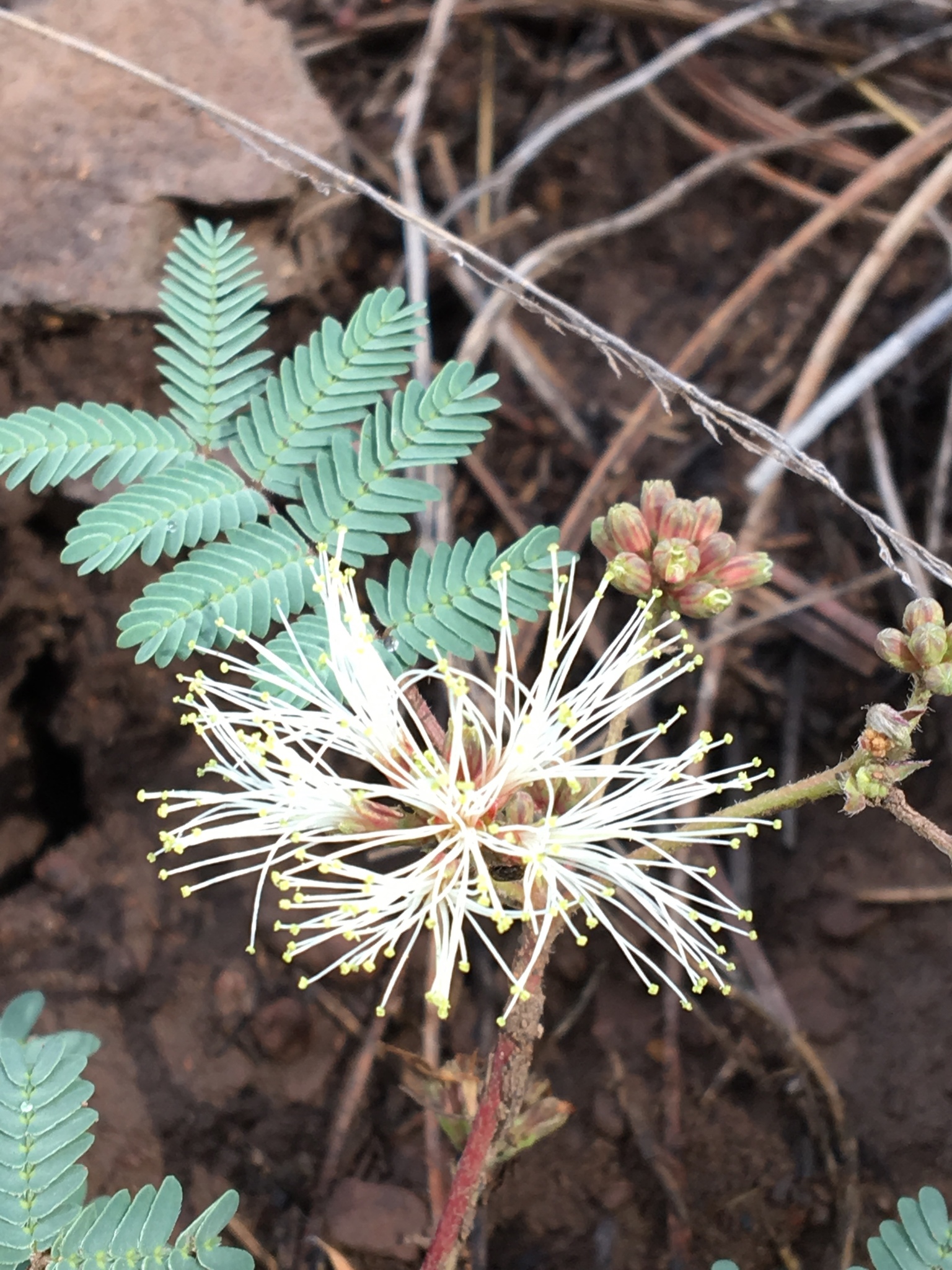 Calliandra humilis